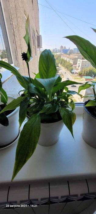 Цветы комнатные в горшках