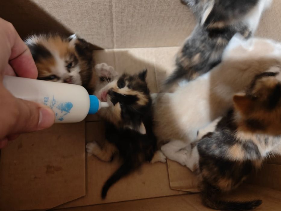 Отдам котят в добрые руки