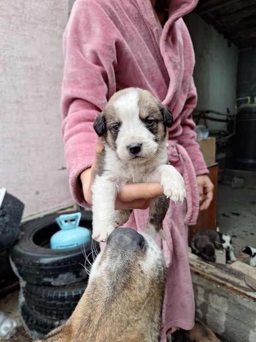 Отдам хорошие руки