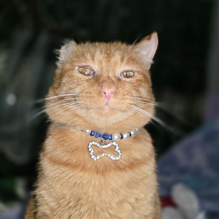 Санни красивый кот