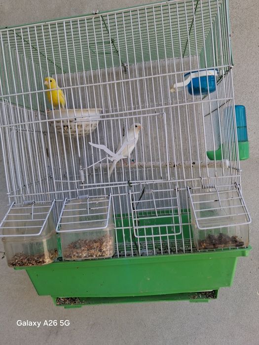 Kanareka sames 1,5 yoshda