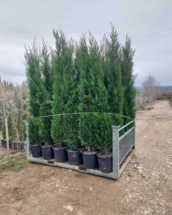 Leylandii gard viu livram oriunde in tara