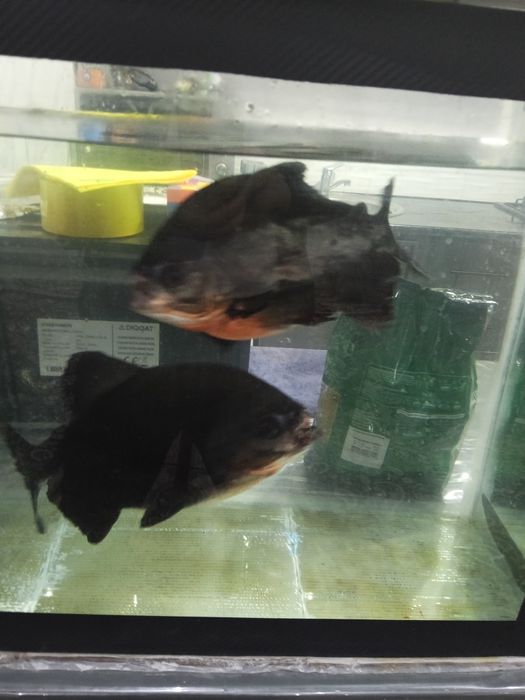 Продам рыбу  Пирани,  Баликлар сотилади пираниа  25 см катталиги