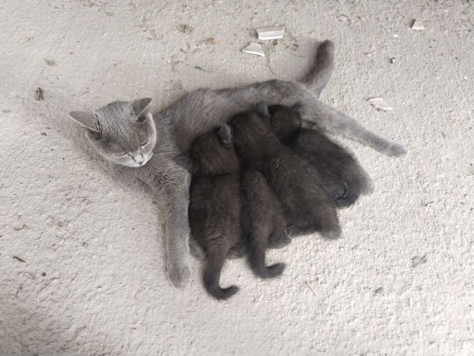передержка животных