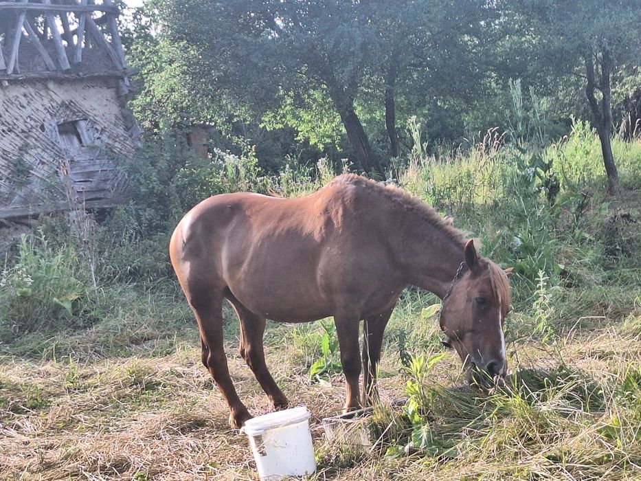 Doua Iepe de vânzare