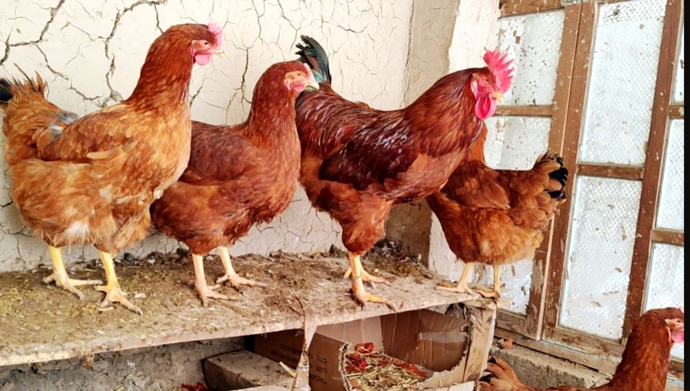 Ханхяп зотли товук тухум,жужаларига заказ оламиз