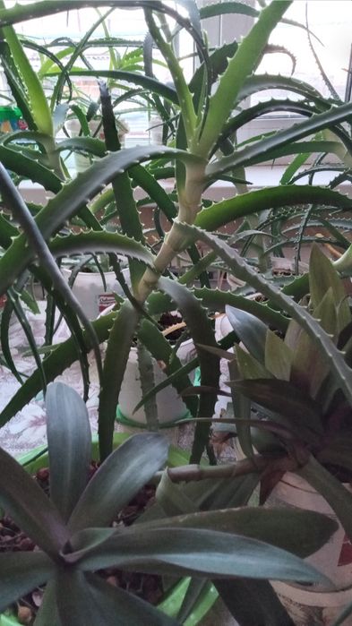 Алоэ лечебный от 3 лет