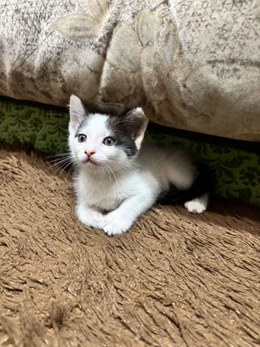 Отдам котят в добрые руки