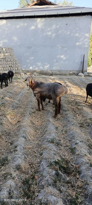 Arashan qochqor sotiladi 2 tish