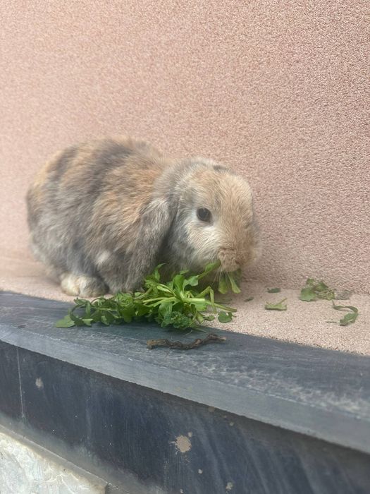 Karlik baran quyonlari