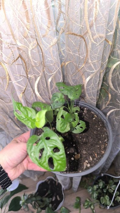 Продам комнатные растения