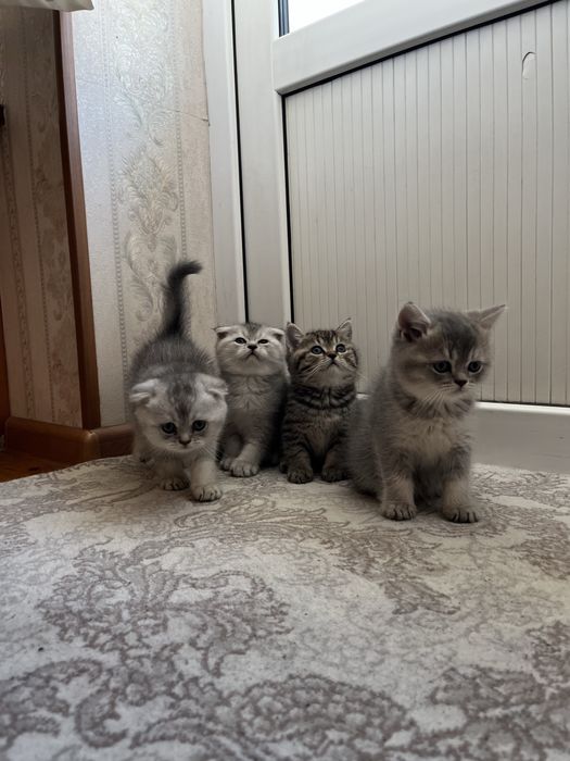 Scottish fold and stright