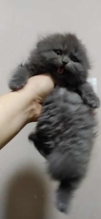 Шотландская порода