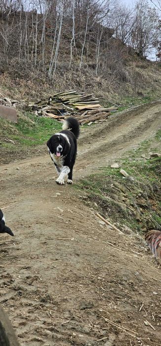 Catei ciobănești de talie mare
