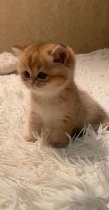 Британская золотая шиншилла ny12