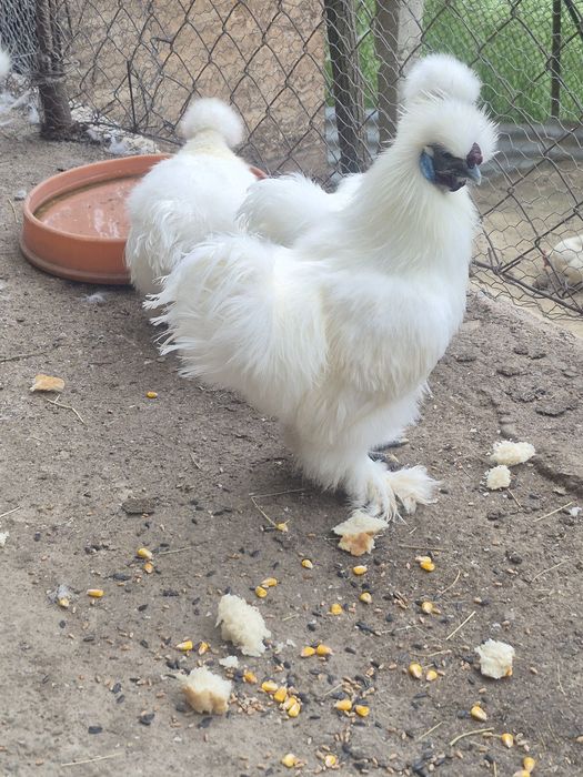 Cocoși Mătase Japoneză.