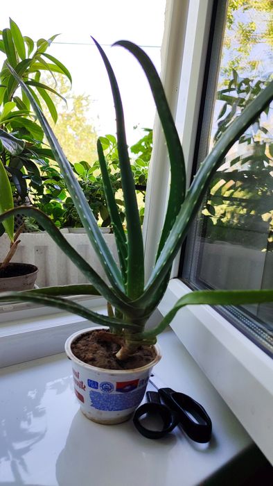 Лекарственные растения