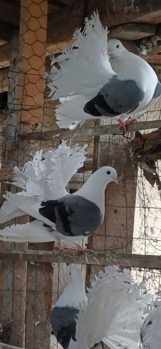 Porumbei Voltați indieni,voltatii normali  jucători și satineti