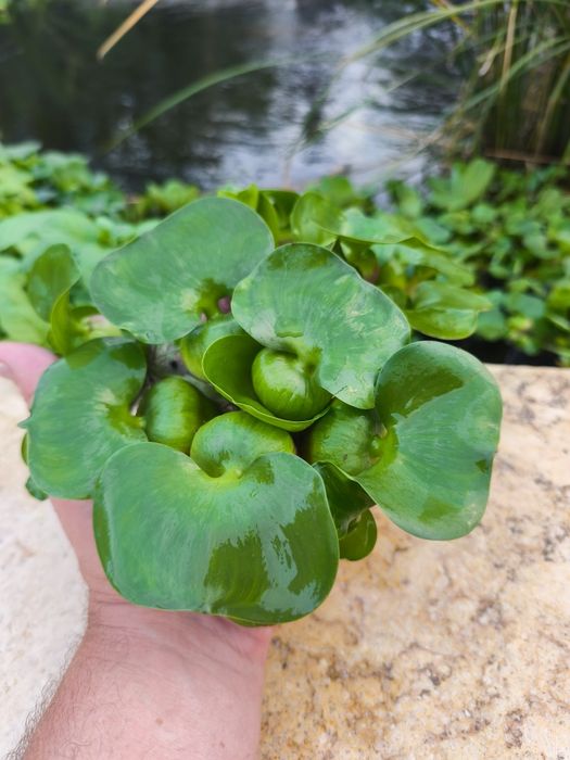 Zambile de apa ,plante iaz