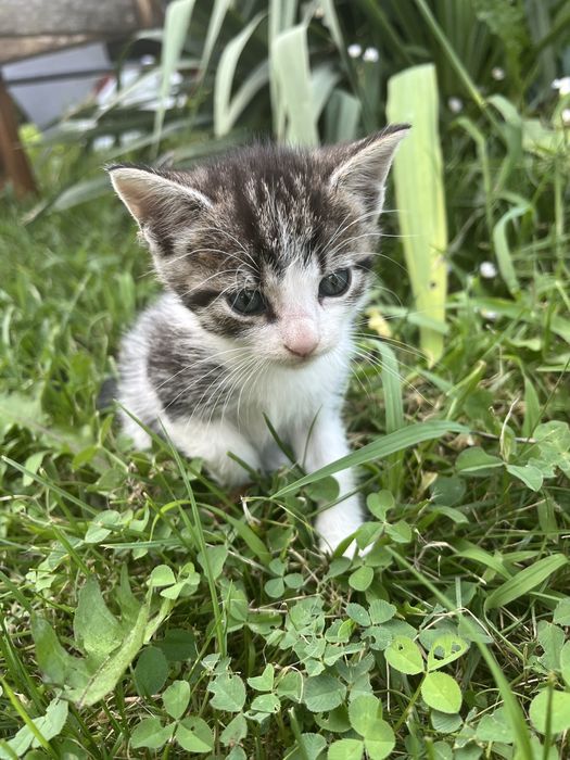Spre adopție: 3 puiuți de pisică iubitori și jucăuși (7 săptămâni, 1 fetiță neagră, 2 băieți