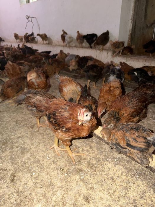 Цветные цыплята привытые    Жужалар