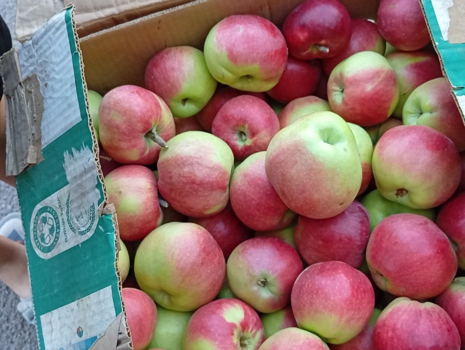 Апорт Восход сада продам