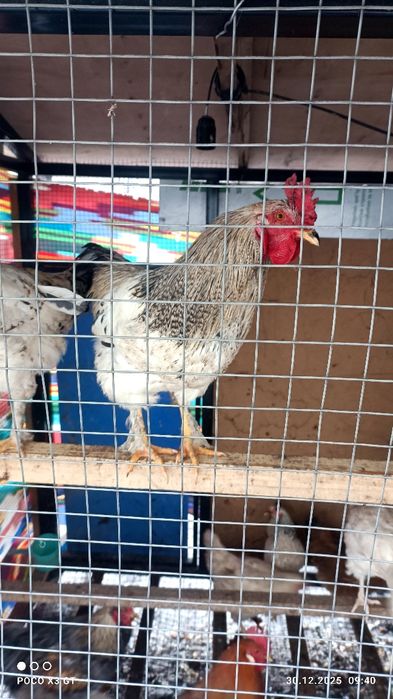 Uy xurozlari soĝlom 8 oylik