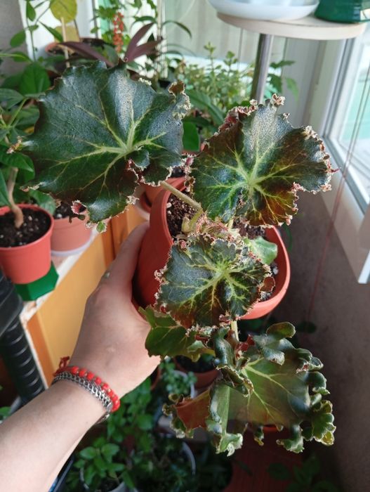 Продам растения комнатные