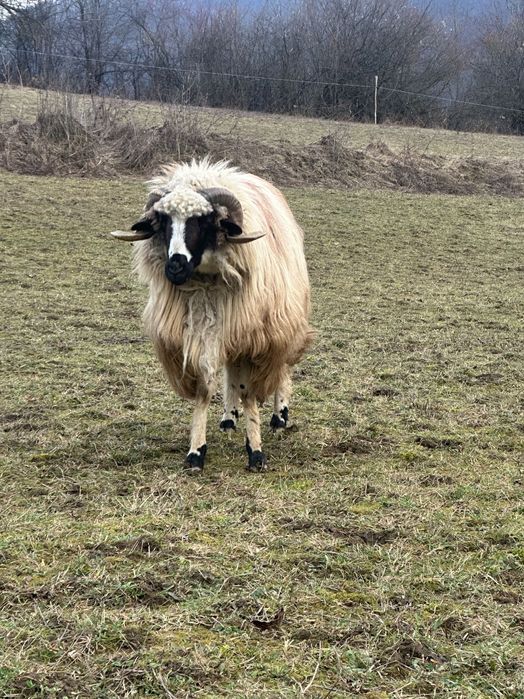 Disponibilă oaie și berbec