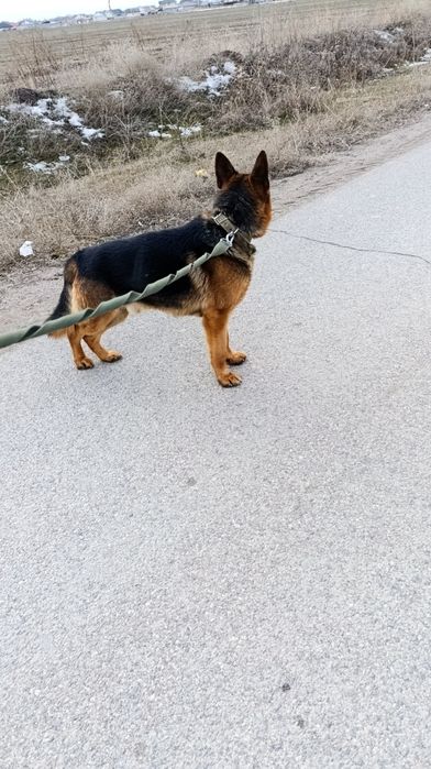 Немецкий овчарка молодой кобель