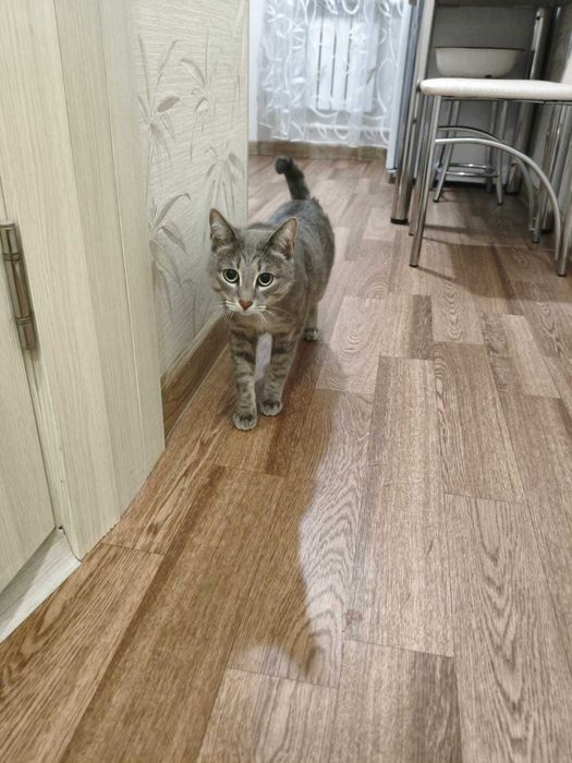 Помогите найти любимого кота!