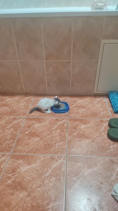 Отдам срочно в добрые руки