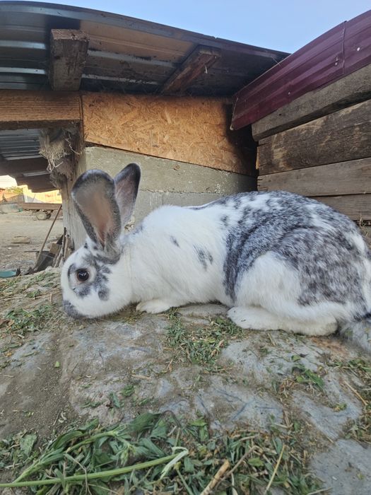Iepure mascul metis 4,2 kg – 1 an, sănătos – 99 lei