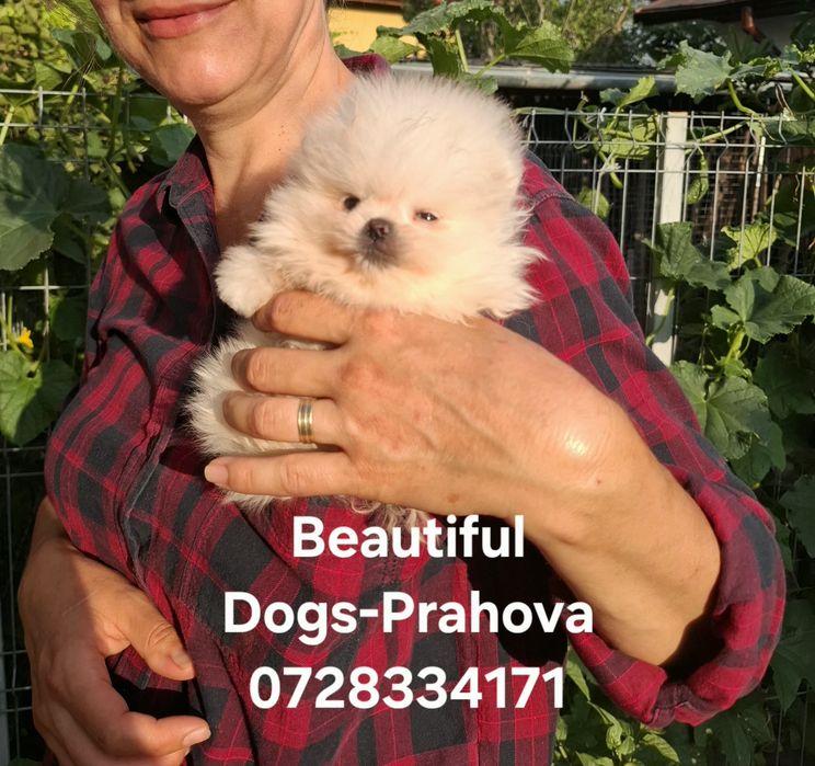 Pomeranian pui mascul