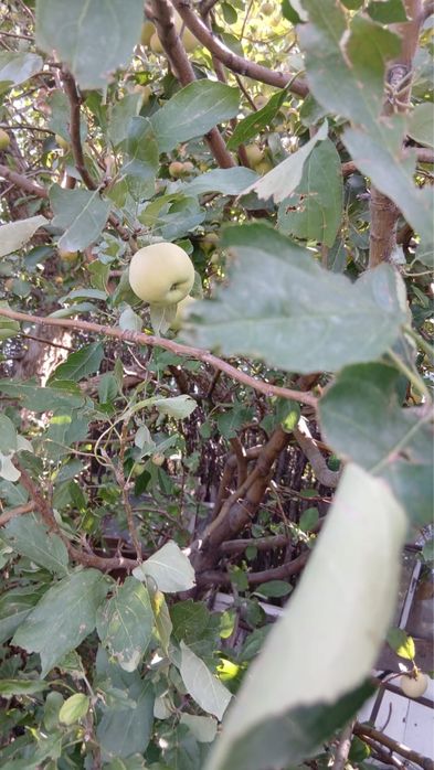 Продам дачу на союзе