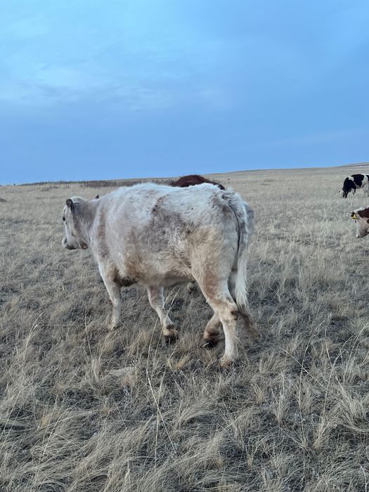 Құнажын қашар сатылады!