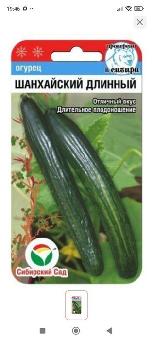 Продам рассаду огурцов доставка