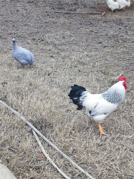 Хуроз сотилади (ADLER)