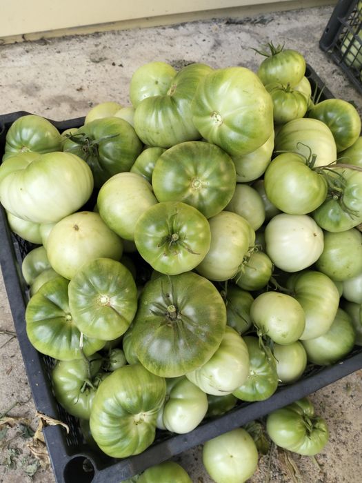 Продам зеленые помидры