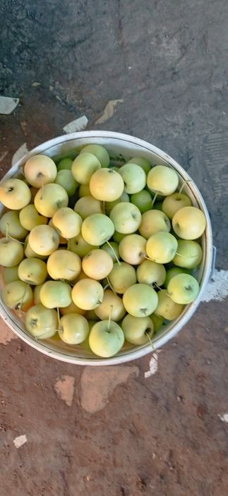 Продам яблочки Уралка.