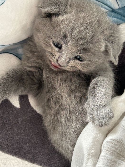 Котята вислоухи