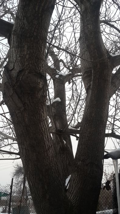 Продается дерево ореха