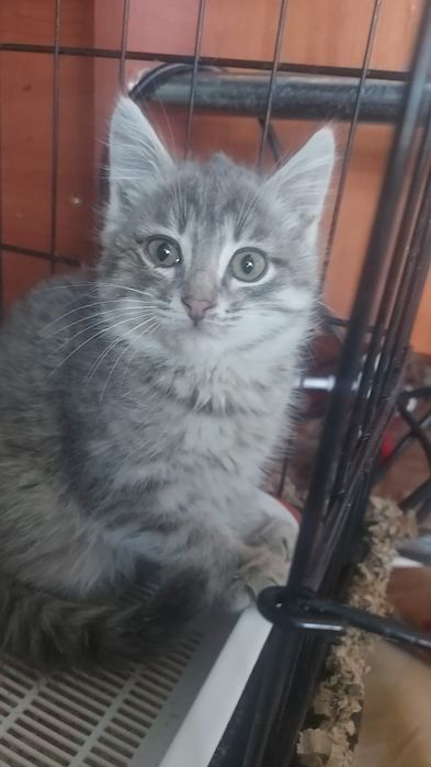 Котёнок мальчик 2,5 месяца