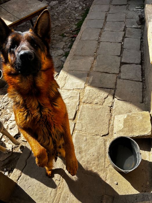 Чистокръвни немски овчарки