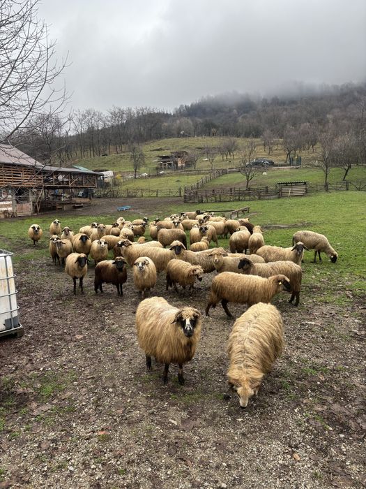 Vand oi pentru tinut