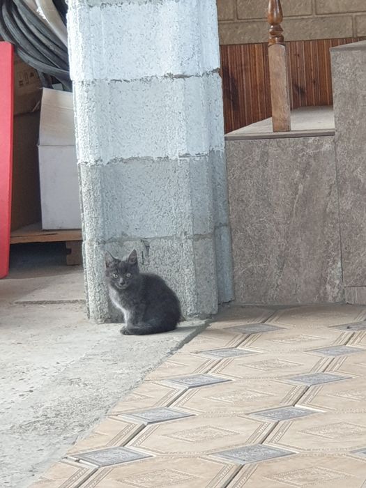 Кошкии домашний БЕСПЛАТНО