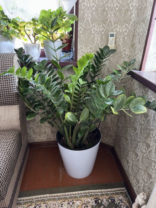 Замиакулькас (Долларовое дерево)