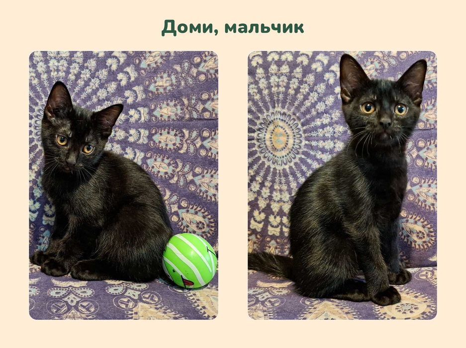 Отдам котят в добрые руки