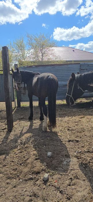 Айғыр Жеребец Тяжеловоз