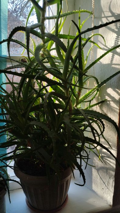 Продам цветы и алоэ